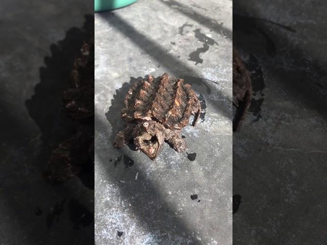 Alligator snapping turtle