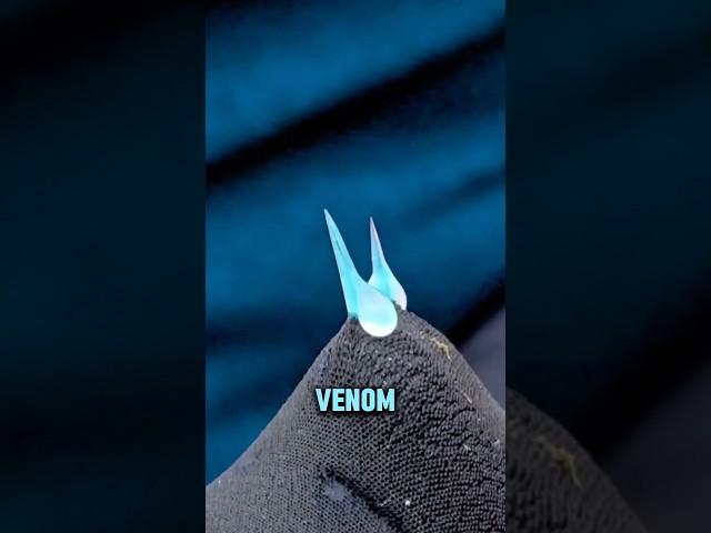 Why Is Snake Venom Collected?