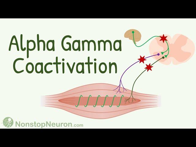 Αlpha Gamma Coactivation || Importance of Gamma Innervation to Muscle Spindle