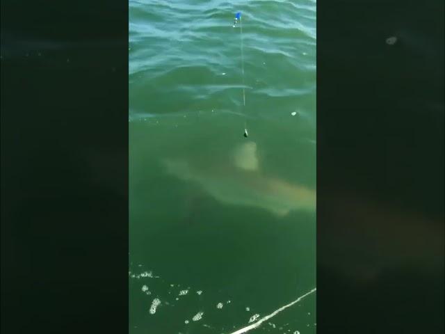 GIANT shark from a kayak!?! #fishing #shorts  