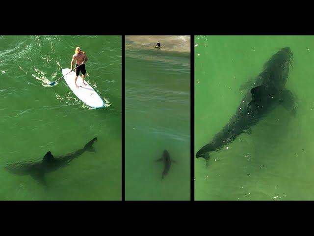 Large Great White Shark Near Shore & Pelicans Divebombing Sharks: Humans getting too Comfortable?