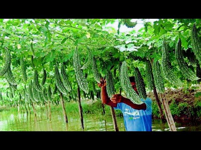 Bitter Gourd Agriculture - Bitter Gourd Cultivation Process - Bitter Gourd Farming & Harvesting