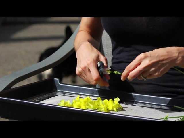 Trimming Trays for Flowers in Garden | Pollen Collecting Trim Tray | Essentail Oil Harvesting Trays