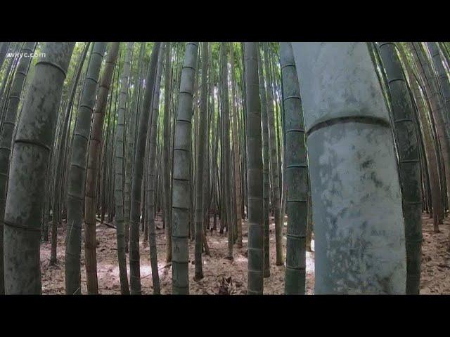 Inside one of the most amazing bamboo forests in the world