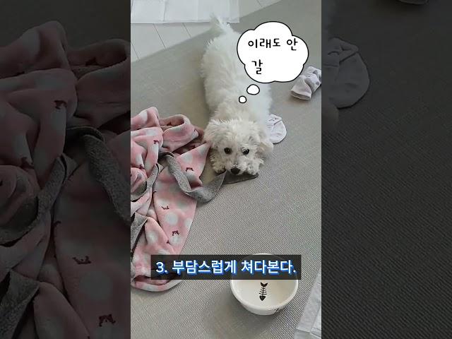 춘밤이가 산책 가고 싶을 때 하는 행동 4가지