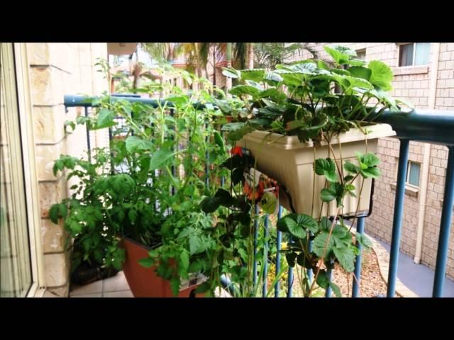 Martys Garden  Our Story From Balcony Vegetable Gardening to Microfarming in the Suburbs