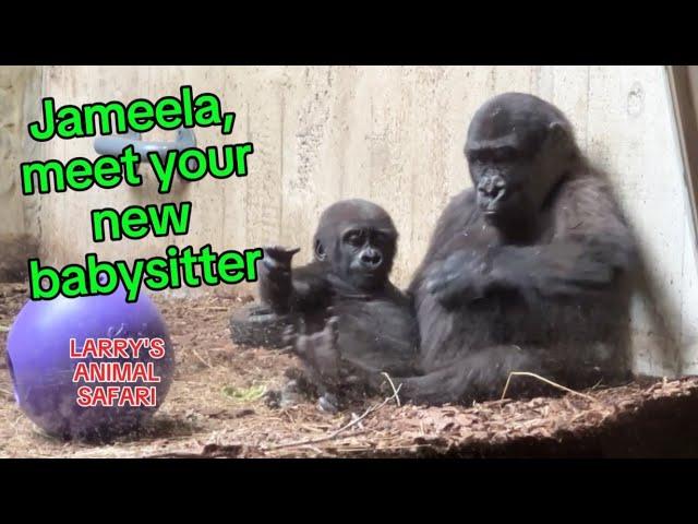 Baby Gorillas - Jameela (#32) has a new babysitter!         #baby gorillas