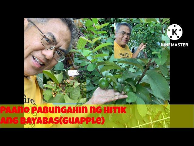 PAANO PABUNGAHIN NG HITIK ANG #BAYABAS (#GUAPPLE)