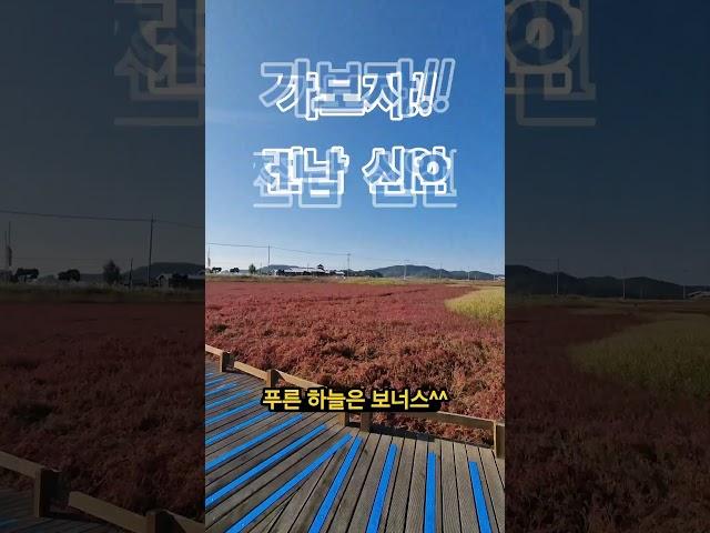 전남신안.천사대교 짱뚱어 보러 가자! #전남신안 #신안가볼만한곳 #천사대교