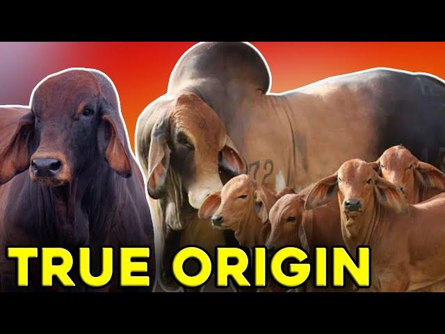 This is the TRUE ORIGIN of the Brahman Race