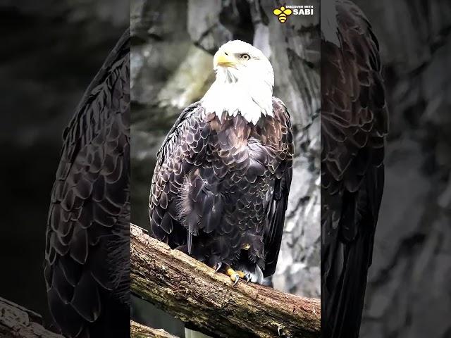 Don't mess with the Bald Eagle | Discover with Sabi