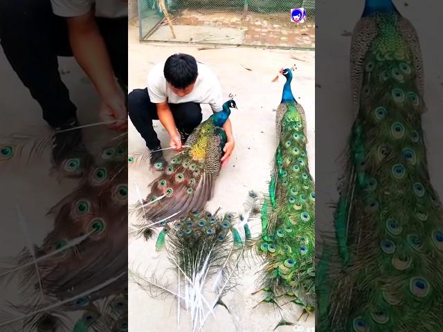 Peacock feathers collection #peacock #shortvideo #bdsports #bollywood #love #song