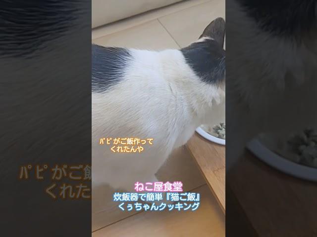 #くぅちゃんクッキング#炊飯器#簡単#猫ご飯#手作り猫ご飯#野良猫#猫#保護猫#ペット#犬#らーめん#塩らーめん#味噌ラーメン#喜多方ラーメン#炒飯#チャーシュー#餃子#カシスオレンジ#みれい