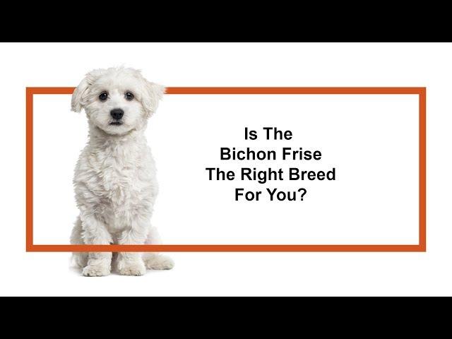 Everything you need to know about Bichon Frise puppies! (2019)