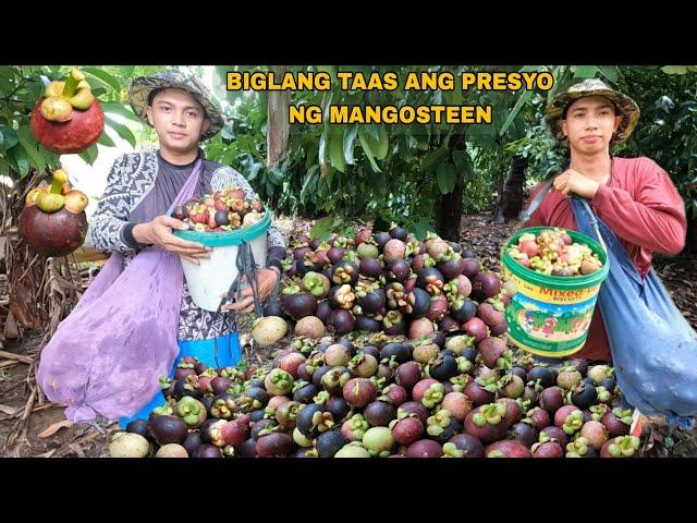 LAST PITAS NG MANGOSTEEN NEXT YEAR NA ULIT ANG BUNGA