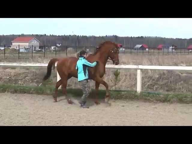 Галоп в руках/Canter in-hand first steps