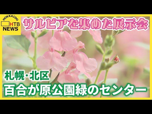 色彩豊か　観賞用として愛される花・サルビアを集めた展示会　百合が原公園緑のセンター