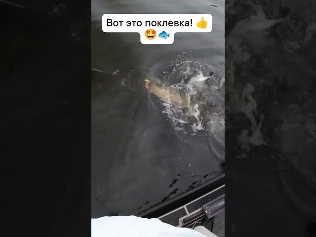 Вот это поклёвка, вот это выход хищника! #рыбалка #хищник #щука