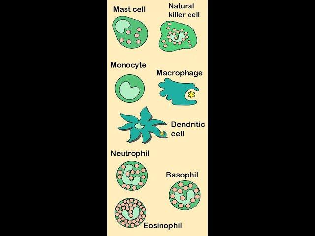 Immunosenescence: What happens to the Lymph & the Immune System with Aging? by L Santambrogio, MD