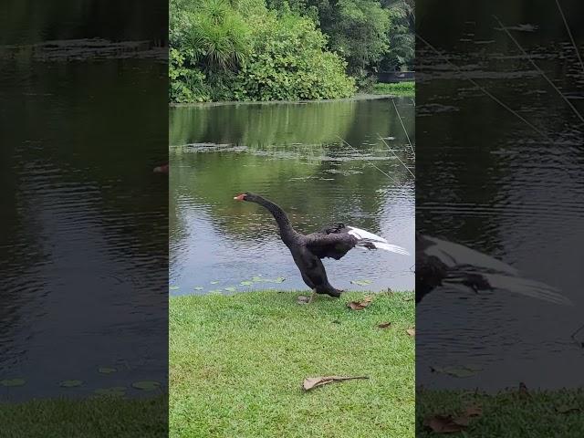 #swan #botanicalgardens #singapore #nature#blackswan