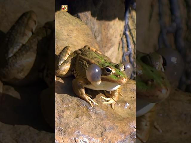 Frog Sounds 