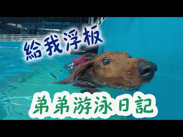 DOG SWIMMING 弟弟的游泳日記#1