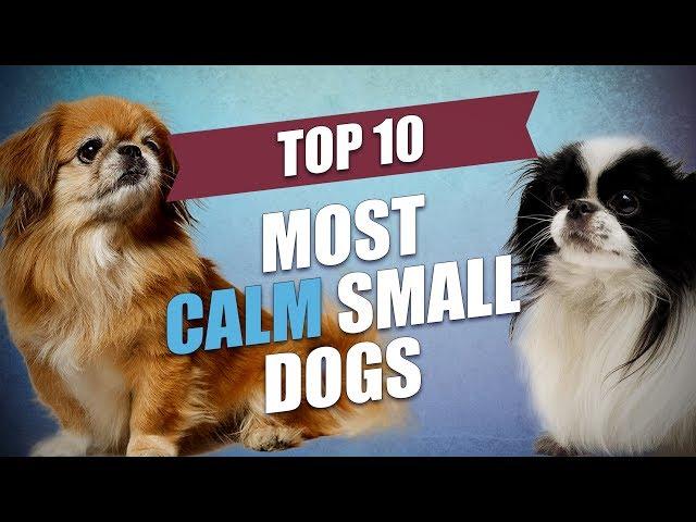 Top 10 Mild Tempered and Calm Small Dogs