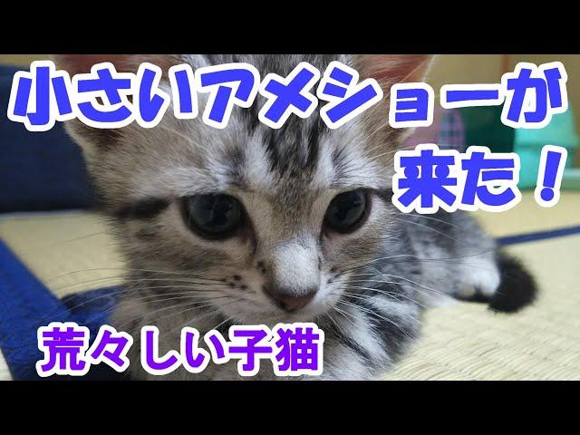 荒々しく始まる子猫との暮らし　（アメリカンショートヘア生後２ヶ月）