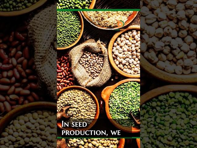 FROM FOUNDATION SEEDS TO CERTIFIED SEEDS  #foundationseeds #certifiedseed #seedproduction #agromedia