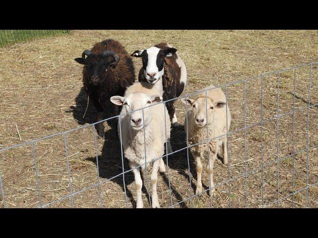 Drive-thru zoo opens at Skylands Stadium