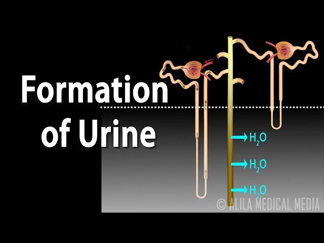 Formation of Urine - Nephron Function, Animation.