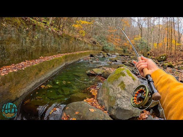 Fall Fly Fishing for BEAUTIFUL Wild Trout! (Rainbow Trout)