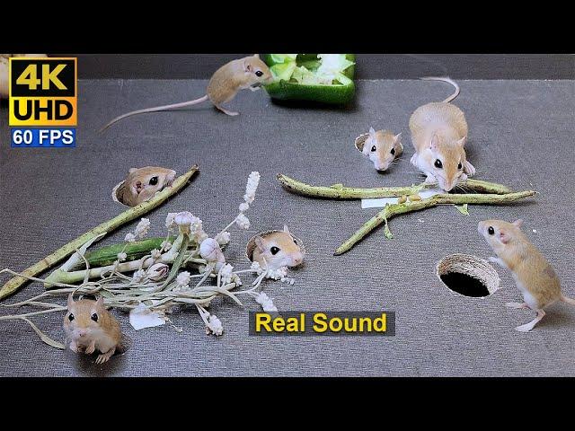 Cat TV mice  | Cute mouse jerry holes hide & seek with real sound , 8 hour 4k UHD