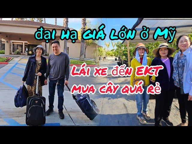 Nửa đêm lái xe xuống miền nam Cali mua cây đại hạ giá quá rẻ ở EKT nursery