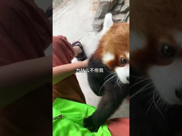 当饲养员故意不抱小熊猫小熊猫 萌宠出道计划 萌到爆炸了 可爱 小熊猫望仔