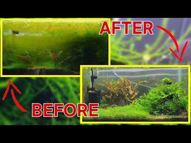 I Didn't Clean This Aquarium For Over SIX MONTHS! - Bob Moss Vlog #2