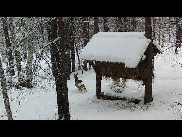 Фотоловушка на кормушке - Изюбри в кадре!