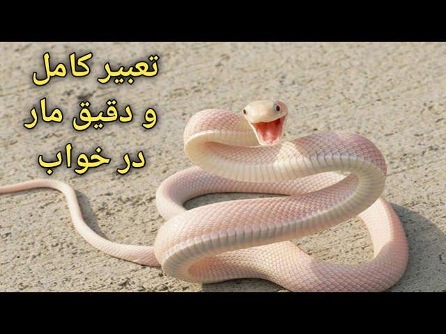 دیدن مار در خواب چی تعبیر دارد آیا میدانید