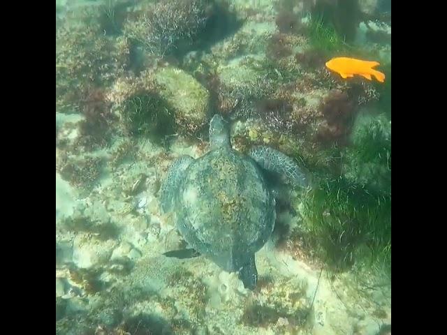 La Jolla Cove, San Diego, California, sea turtle, snorkeling, GoPro, #shorts