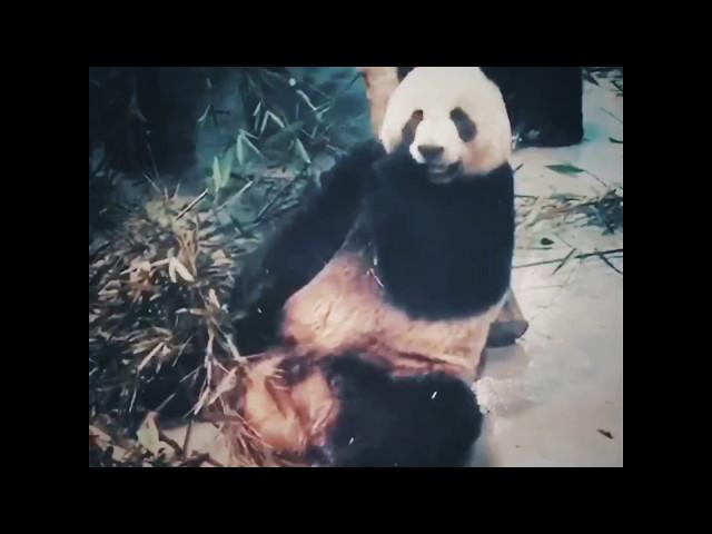 GIANT Panda Loves Eating Bamboo! 吃货熊猫！巨大なパンダは食べる竹を愛する！  [Furry Friends]