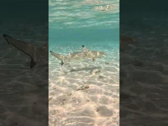 They are so friendly #sharks #snorkeling #reefshark