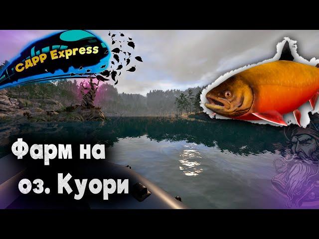 Быстро делаю тысячу на Куори. / СДРР Express ( Русская рыбалка 4 )