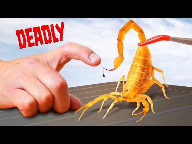 DEADLIEST Scorpion Sting in America! (Director's Cut)