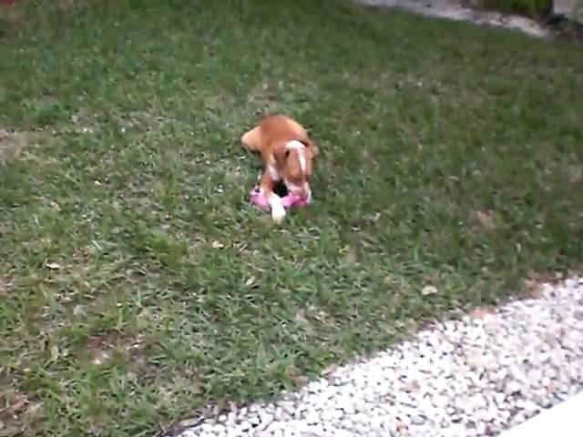 Saint the Pup, Hound Pointer Pit