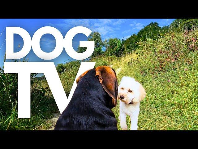 GoPro DogTV | 10hrs of Tranquil Virtual Dog Walks Through Serene Forests  Dog POV