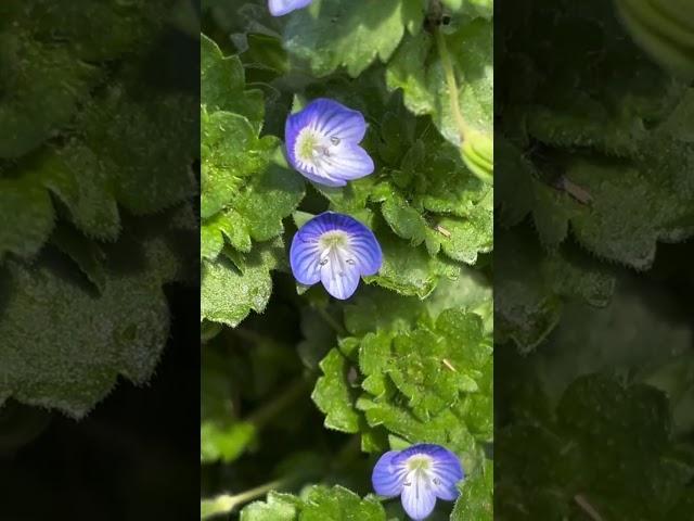 【植物図鑑】オオイヌノフグリ