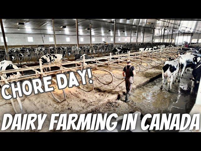 Yet Another Day In The Life Of A Dairy Farmer!