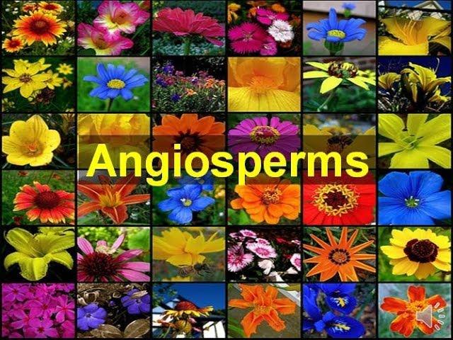 Angiosperms (Flowering Plants)