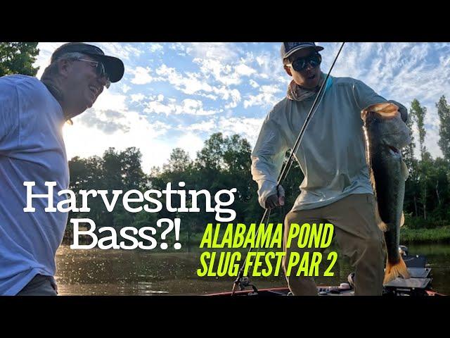 Harvesting Bass!? Alabama Pond Slug Fest Pt.2