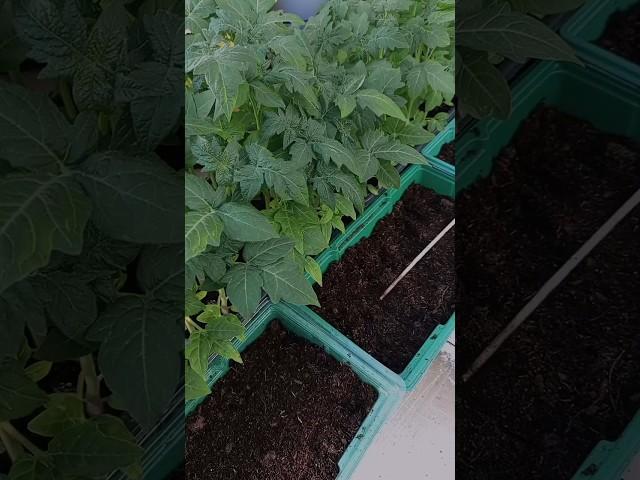 Фокус ТРЮК ДЛЯ ОГУРЦОВ Рассада по быстрому